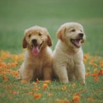 Website designer calgary