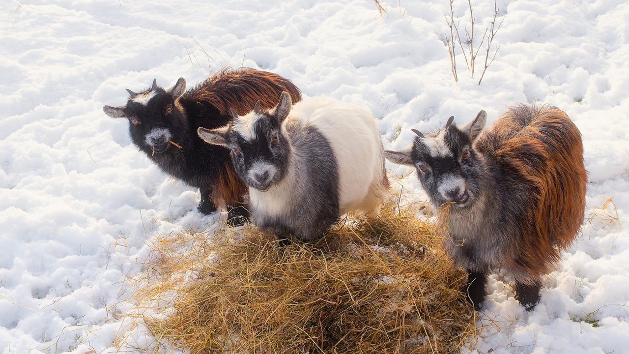 goats-1946015_1920